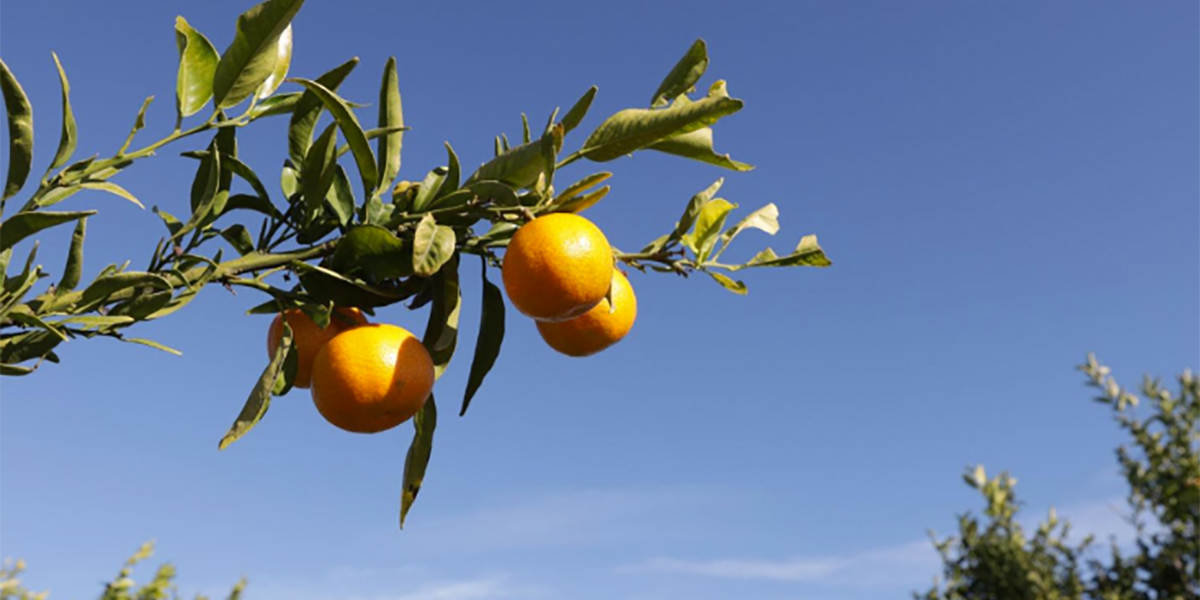 Clementine calabresi, la prossima settimana si parte